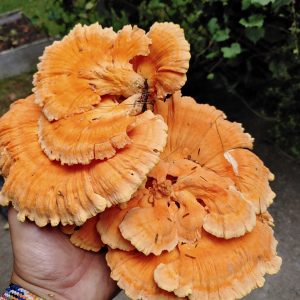 Chicken of the Woods