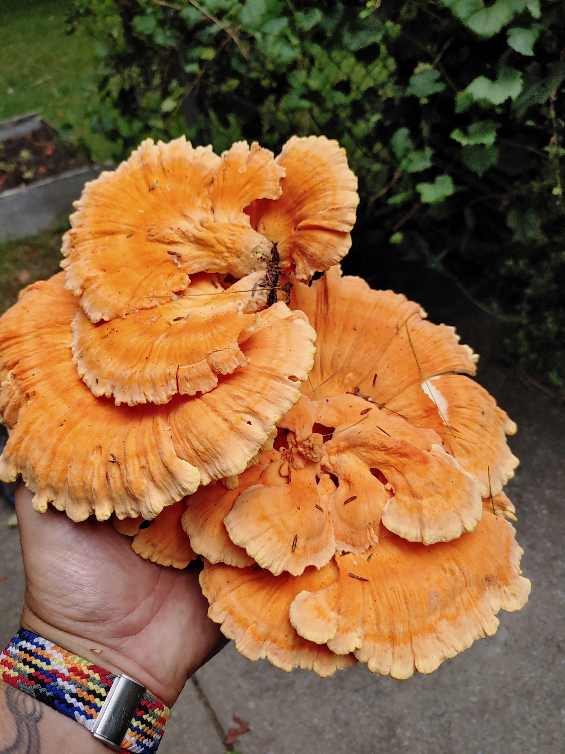 Chicken of the Woods