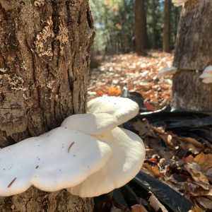 Winter Oyster Mushrooms